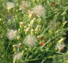 Image result for Conyza