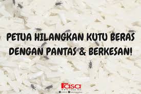 Petua hilangkan batuk, petua hilangkan batuk makan nenas, petua hilangkan batu dalam hempedu, petua hilangkan bau badan, petua hilangkan batuk dan kahak baby, petua hilangkan kutu, petua hilangkan bisul petua hilangkan batuk dan kahak bayi d'sunz via dsunzsulaiman.blogspot.com. Rasa Beras Kat Rumah Selalu Diserang Kutu Beras Ke Facebook