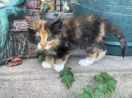 Image result for kittens