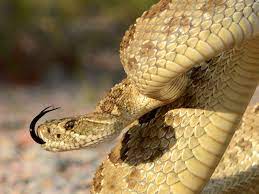 Black wild snake in nature. Colorado S Snakes What When Where Common Poisonous And Non Venomous Species