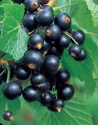 Cassissier Sur Tige A Cultiver Jardin Pot