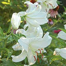 Lilium Casa Blanca White Flower Farm Lilly Flower Fragrant Plant