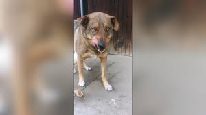 That's why it was easy to work on this picture. Christmas And New Year S Eve Miracles By Damir Draskovic