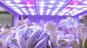 Normally plants grown under led grow lights require only 30% of feeding in comparison to hps lighting. What Size Grow Light Do I Need The Simplest Way To Figure It Out Grow Light Info