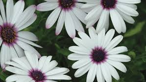 Maybe you would like to learn more about one of these? How To Grow And Take Care Of African Daisies