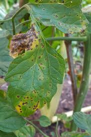 Image result for Septoria leaf spot of tomato
