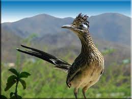 Birds Of The Southwest Usa Cricut Southwest Inspiration State Bird Of New Mexico The Roadrunner Pet Birds Animals New Mexico Usa