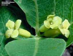 Image result for Thymelaeaceae