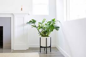 Shop furniture, lighting, outdoor & more! 15 Indoor Plants For Minimalist Home Balcony Garden Web