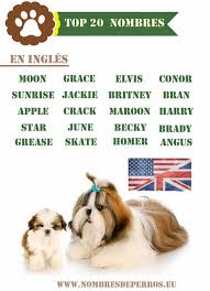 500 Nombres Para Perros Originales Y Bonitos Machos Y Hembras