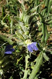 Image result for Blepharis