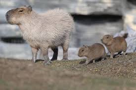 It weighs almost 100 lbs and stands 2 feet tall. Highly Social Animals Called Capybaras Are The Largest Rodents In The World They Are Related To Guinea Pigs And Rock Cavies But Can Stay Under The Water Up To 5 Minutes 9gag