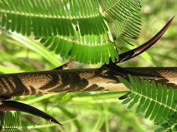 Image result for Acacia cornigera