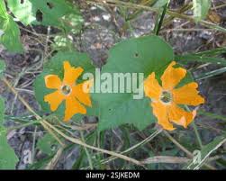 Image result for Momordica kirkii