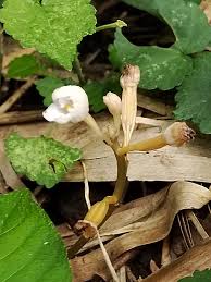 Image result for Didymoplexis