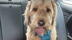 Caring for a new dog means teaching him to behave properly in your home. New Jersey Pet Owner S Mini Goldendoodle Dies After Disappearing While In Pet Sitter S Care Abc7 New York
