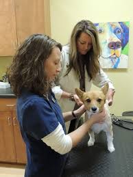 Maybe you would like to learn more about one of these? Pet Wellness Huntsville Al The Pet Hospital Of Madison Madison Al