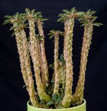 Image result for Dorstenia buchananii