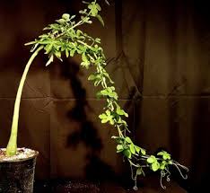 Image result for Adenia fruticosa