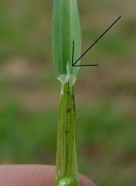 Image result for Poa annua