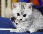 Un maman chat parle ses chatons. Trop mignon - Vidos de chats
