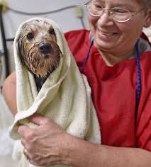 Local dog groomers help Erie's canines look their best