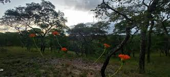 Image result for Hypericophyllum compositarum