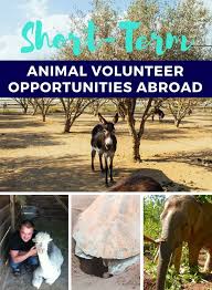 Short Term Animal Volunteer Opportunities Abroad Volunteer Travel Volunteer Opportunities Abroad Volunteer Opportunities