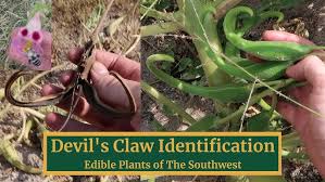 Image result for Harpagophytum zeyheri