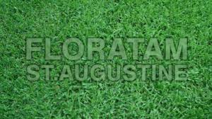 All it is dead grass. Collaboration Between Texas A M And University Of Florida Creates Popular Lawn Grass Texas A M Today