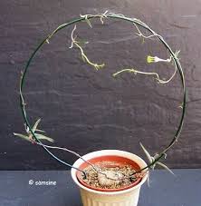 Image result for Ceropegia rendallii