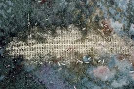 These moths are native to cozy and tight spaces outside if you want to only use natural means to get rid of carpet moths, stick with natural repellents. Mothkiller Co Uk Carpet Moth Treatment