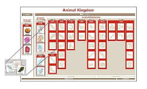 Animal Kingdom Chart