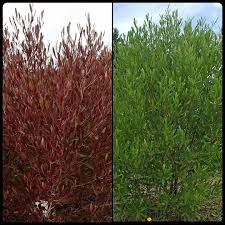 Image result for Dodonaea