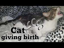The colostrum appears a bit during certain stages of the cat pregnancy gestation period (usually the middle weeks of the pregnancy), the. Cat Giving Birth The 3 Stages Of Cat Birth Asmr Style Youtube