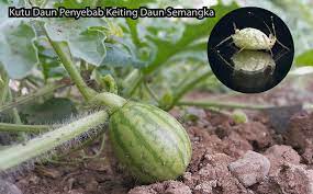 Homo sapiens yang brojol 26 tahun silam, dengan kondisi prematur. Mengatasi Keriting Daun Semangka Secara Kimia Dan Organik
