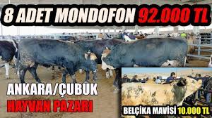 cubuk hayvan pazari fiyatlari ne durumda fiyatlari tek tek soruyorum youtube