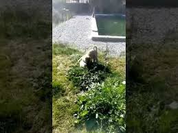 Yavru Fiyatlari Satilik Yavru Kopek Fiyatlari Kopek