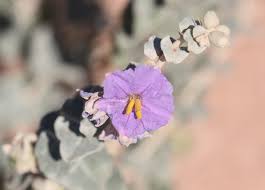 Image result for Solanum schumannianum