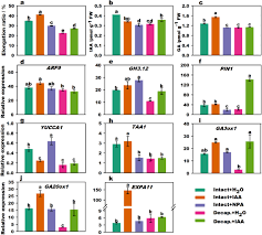 Auxin concentrations may change in response to directional stimuli (i.e. Crosstalk Between Auxin And Gibberellin During Stalk Elongation In Flowering Chinese Cabbage Scientific Reports