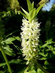Image result for Eucomis zambesiaca