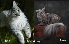 Join millions of people using oodle to find kittens for adoption, cat and kitten listings, and other pets adoption. Maine Coon Breeders Near Maple Ridge British Columbia