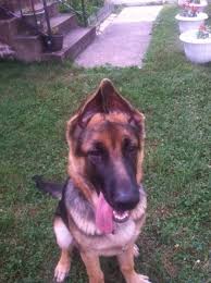Gsd parents always want to know when do german shepherds' ears stand up, since, as puppies, these dogs have floppy ears. 5 2 Months Old No Sign Of Ears Going Up German Shepherds Forum
