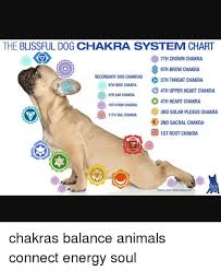 The Blissful Dog Chakra System Chart O 7th Crown Chakra D