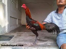 Jenis Dan Ciri Ciri Ayam Bangkok Pakhoy Toko Online Perlengkapan Ayam Laga Ayam Bangkok Ayam Petarung Ayam Aduan Ayam Filipin