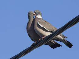 Woodpigeon Mating And Nesting Habits Saga