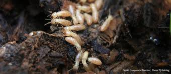 Termite inspections and pest control. Dampwood Termites Northwest Center For Alternatives To Pesticides