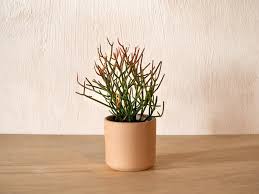 Image result for Euphorbia tirucalli