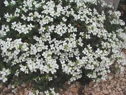 Image result for Arabis alpina