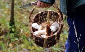 Sauf qu'elle s'est fait surprendre par la nuit qui tombait. Dordogne Les Nouveaux Gardes De Bois Poussent Comme Des Champignons Pour Empecher Les Cueillettes Sauvages